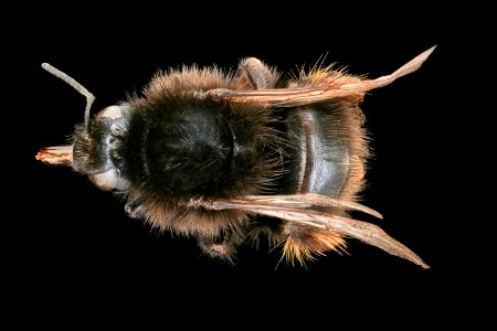 Bombus ruderarius, f, back, Podunajska, Slovakia 2020-02-17-15.46.37 ZS PMax UDR