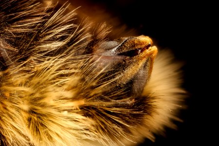 Bombus ashtoni, f, s6, albany, mccabe 2017-02-02-13.23