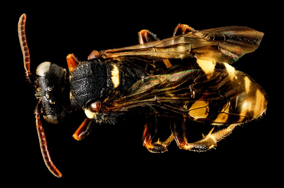Nomada aquilarium, F, Back, ND, Stutsman County 2014-01-09-15.01.25 ZS PMax
