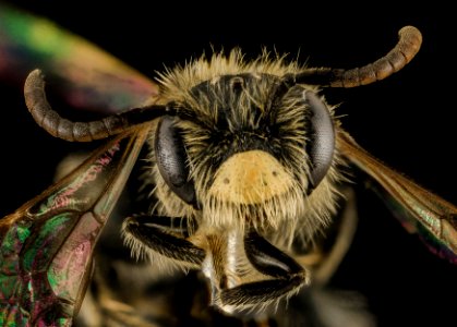 Andrena ziziae, M, Face, VA, Giles County 2014-01-31-13.35.54 ZS PMax