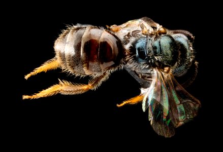 Lasioglossum flaveriae, F, back, Florida, Miami-Dade County 2013-03-07-14.11.29 ZS PMax