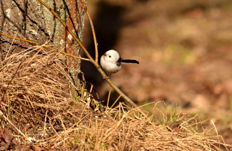 Aegithalos caudatus