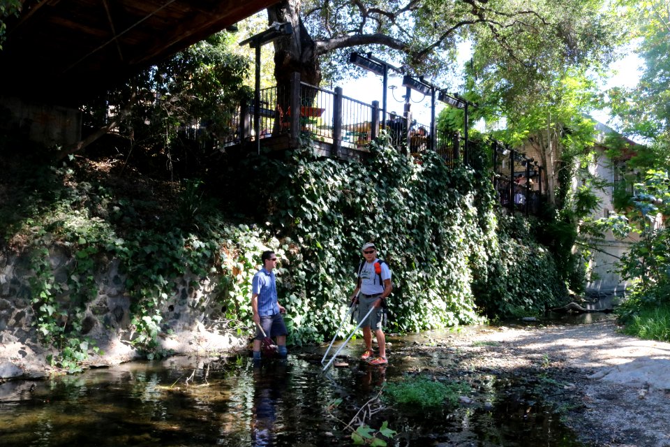 San Luis Obispo Creek looking for Pacific lampreys