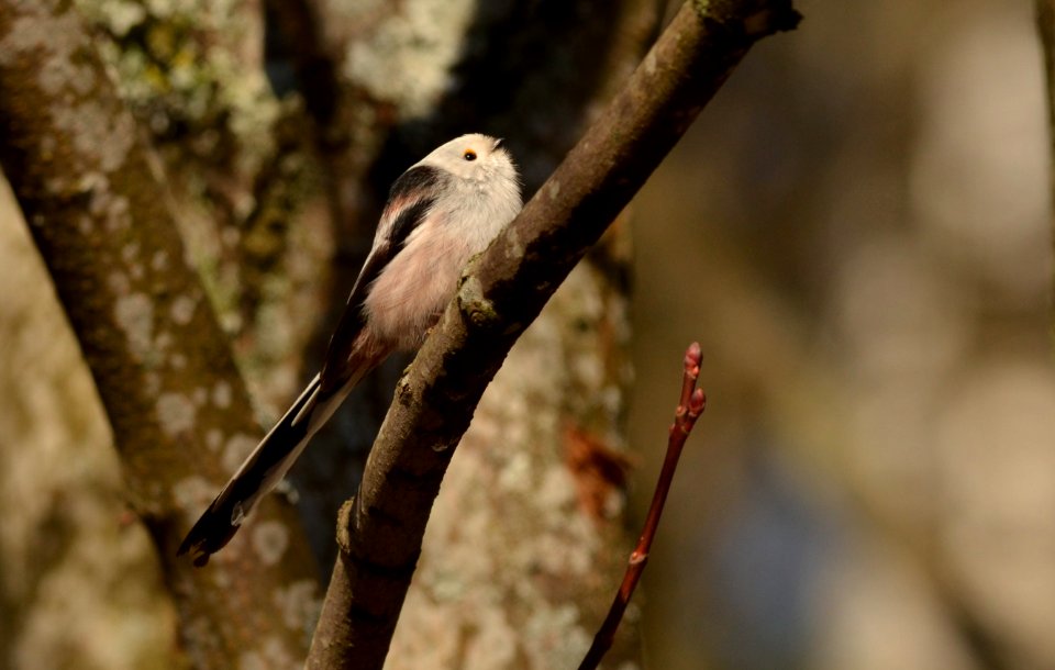 Aegithalos caudatus