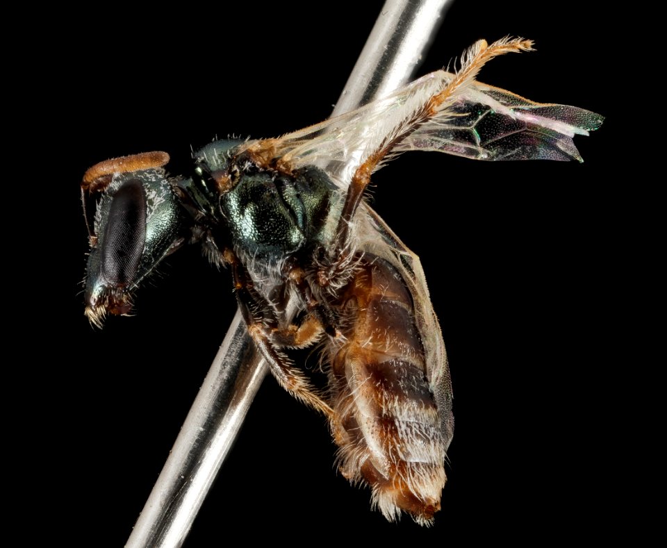 Lasioglossum brunneiventre, F, Side, CA, San Bernardino County 2014-09-29-14.28