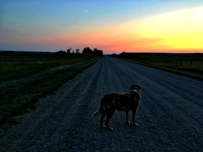 Moon Chaser photo