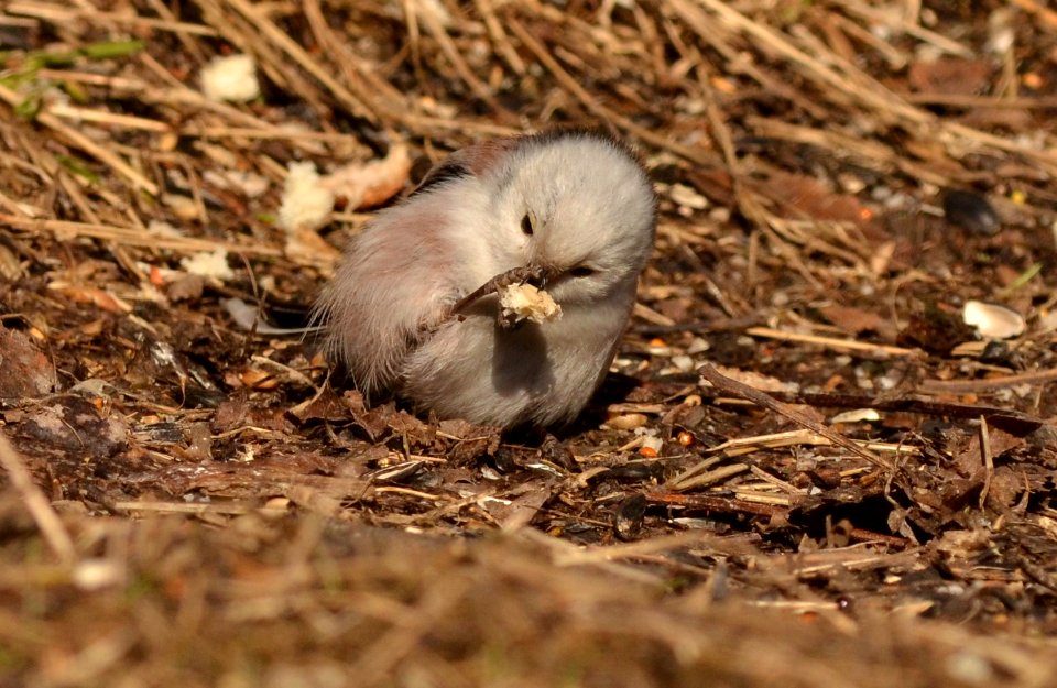Aegithalos caudatus