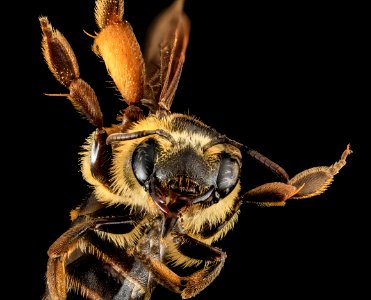 Andrena fulvipennis, F, Face 1, MD 2013-07-18-15.06.08 ZS PMax