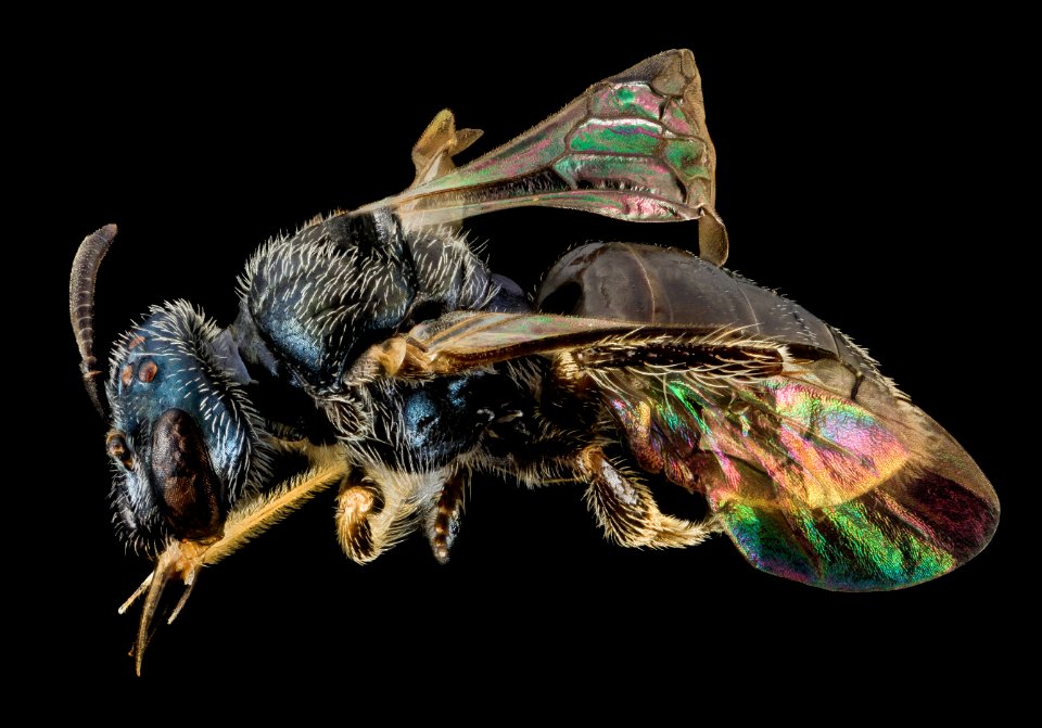 Perdita halictoides, F, Back, VT, Chittenden County 2014-02-25-17.02.35 ZS PMax