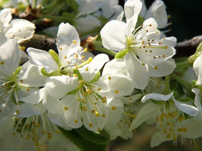 Fruit tree spring white