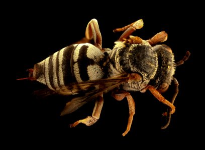 Triepeolus obliteratus, f, back,  powerline 2018-11-01-16.46.28 ZS PMax UDR