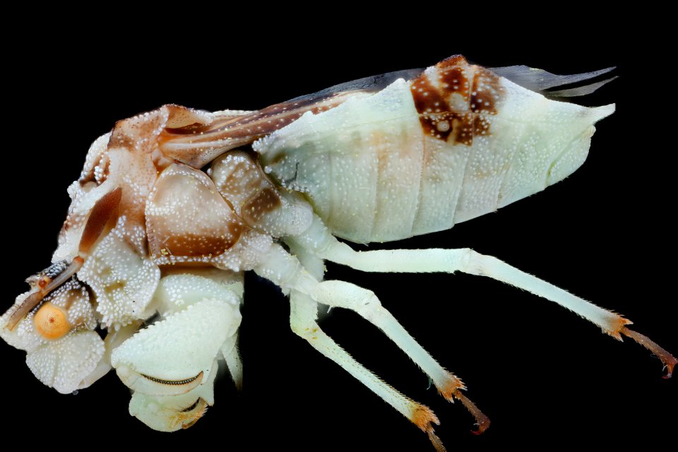 ambush bug, left 2020-08-27-15.35.40 ZS PMax UDR