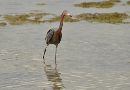 Egretta rufescens photo