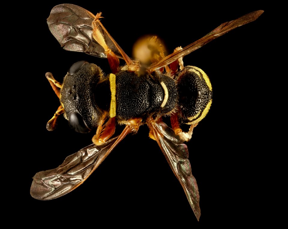 Wasp, U, Back, MD, Wicomico County, Groundworks Farm 2015-08-25-15.31.42 ZS PMax UDR