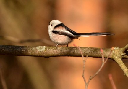Aegithalos caudatus