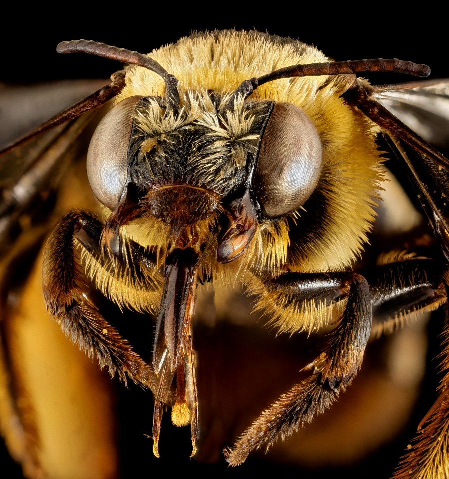 Svastra aegis, F, Face, GA, Baker County 2015-01-12-14.15.52 ZS PMax