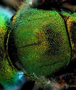 Augochlora pura, f, scutem, Hardy Co. WV 2021-01-07-09.53.04 ZS PMax UDR