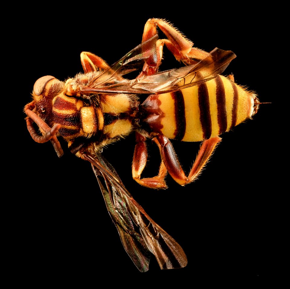 Nomada imbricata, F, back, Pr. Georges Co., Maryland 2014-01-20-13.41.08 ZS PMax