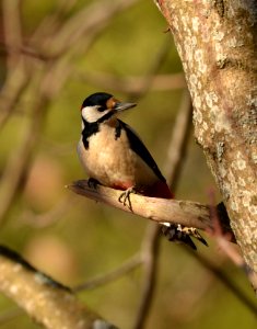 Dendrocopos major