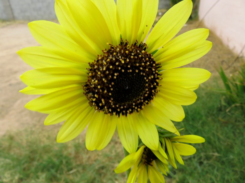 Sunflower - Helianthus