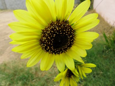Sunflower - Helianthus