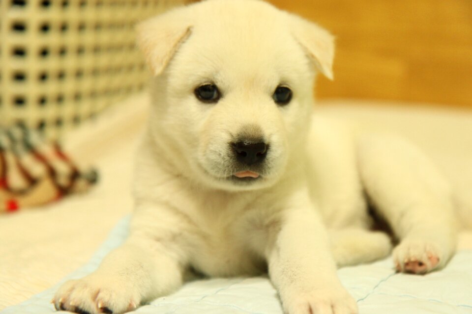 Puppy white fur 2 months