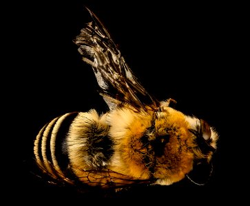 Caupolicana fulvicollis, back, u, Central chile 2018-03-06-20