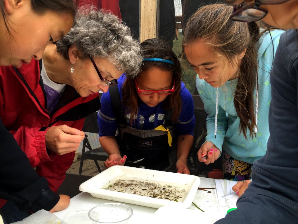 identifying aquatic insects