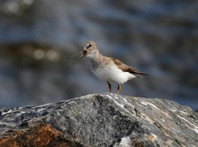 Xenus cinereus