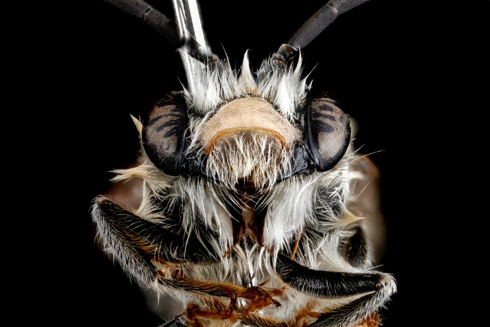 Eucera dubitata, M, face, West Virginia, Pleasants County 2013-03-12-15.28