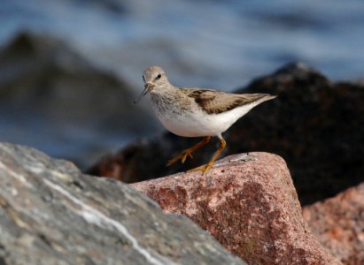 Xenus cinereus