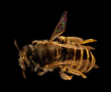 Meliturgula scriptifrons, f, back, Kruger NP, South Africa Mpumalanga 2018-08-15-19.59.44 ZS PMax UDR