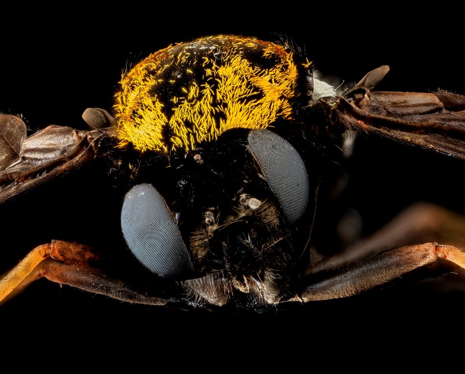 Chrysopilus thoracicus, U, Face, U 2013-06-19-14.47.05 ZS PMax
