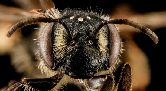 Andrena cressoni, F, Face, VA, Westmoreland Co 2014-04-03-11.01.44 ZS PMax