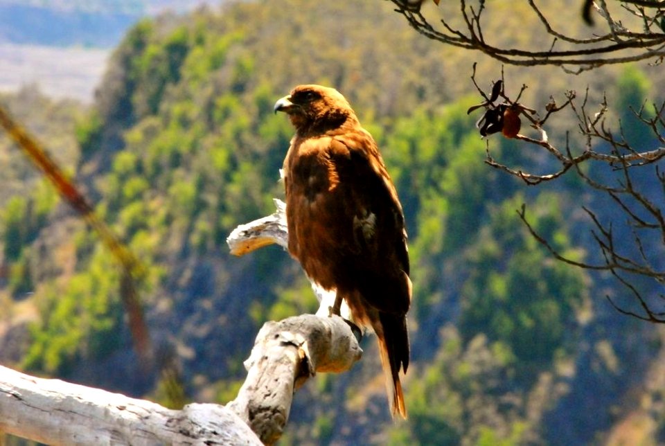 (Hawaiian?) Hawk in Volcano National Park
