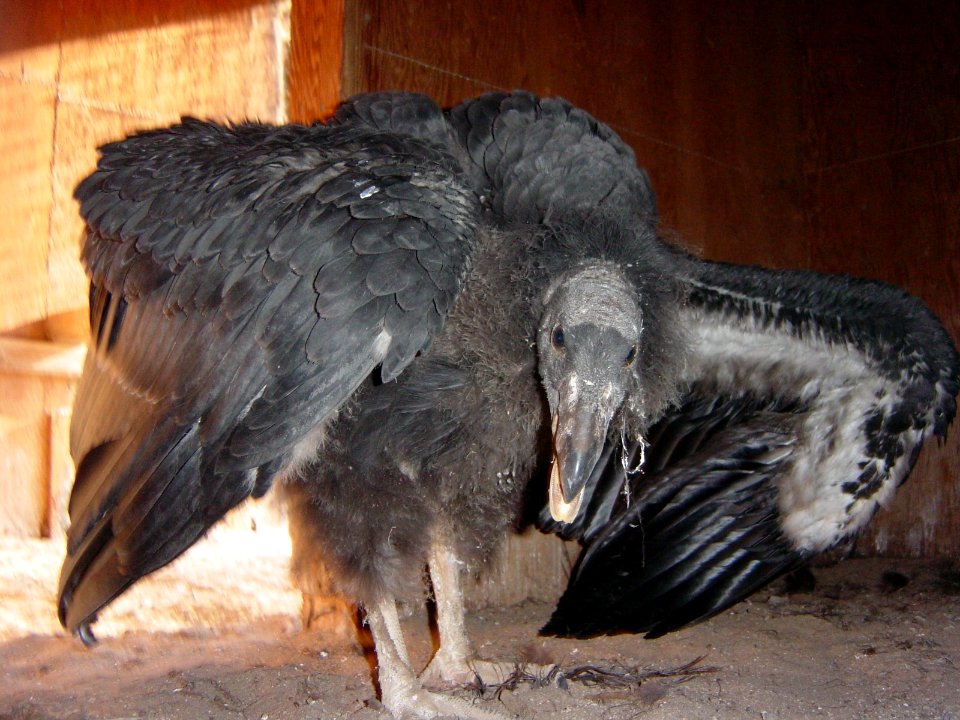 condor chick 103 125 days old