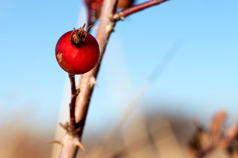 2018/365/294 Rose Hip Red on Blue Sky