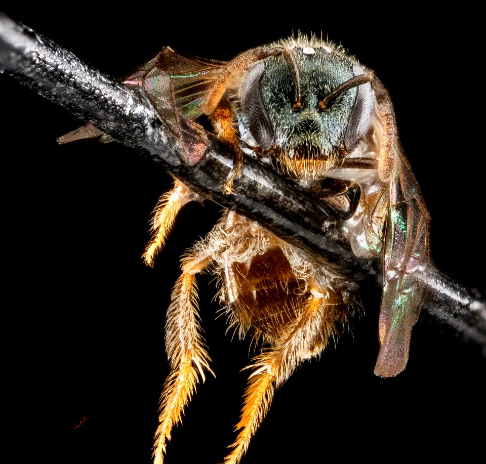 Lasioglossum flaveriae, F, face, Florida, Miami-Dade County 2013-03-07-14.22.27 ZS PMax