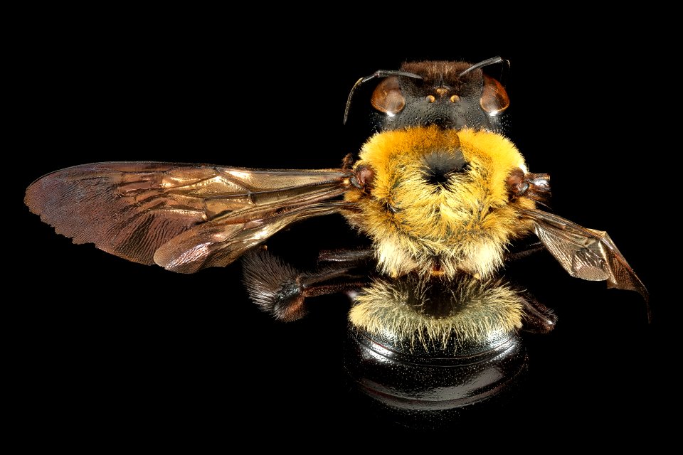 Xylocopa viginica, f, back, Prince George's Co, MD 2016-10-20-18.11