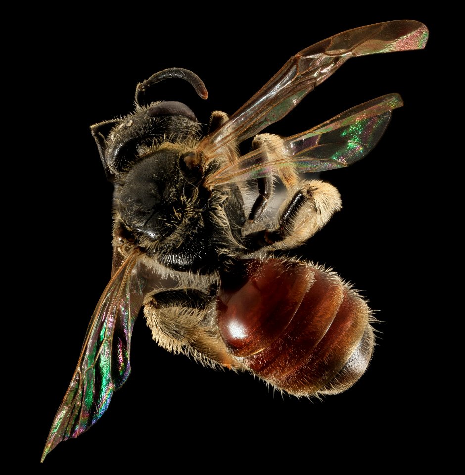 Lasioglossum sopinci, F, back redform, NC, Moore County 2013-09-20-18.10.03 ZS PMax