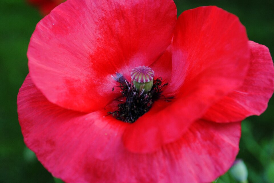 Plant red detail
