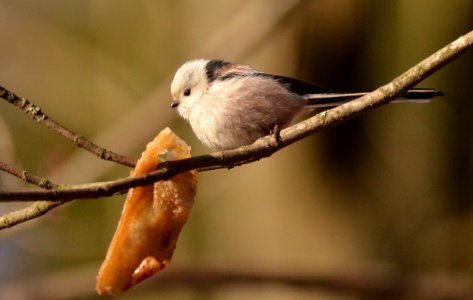 Aegithalos caudatus