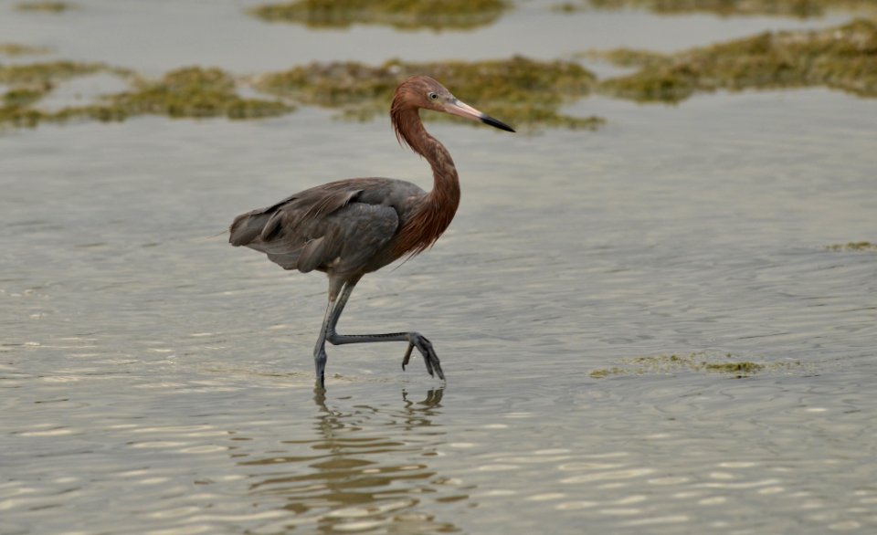 Egretta rufescens