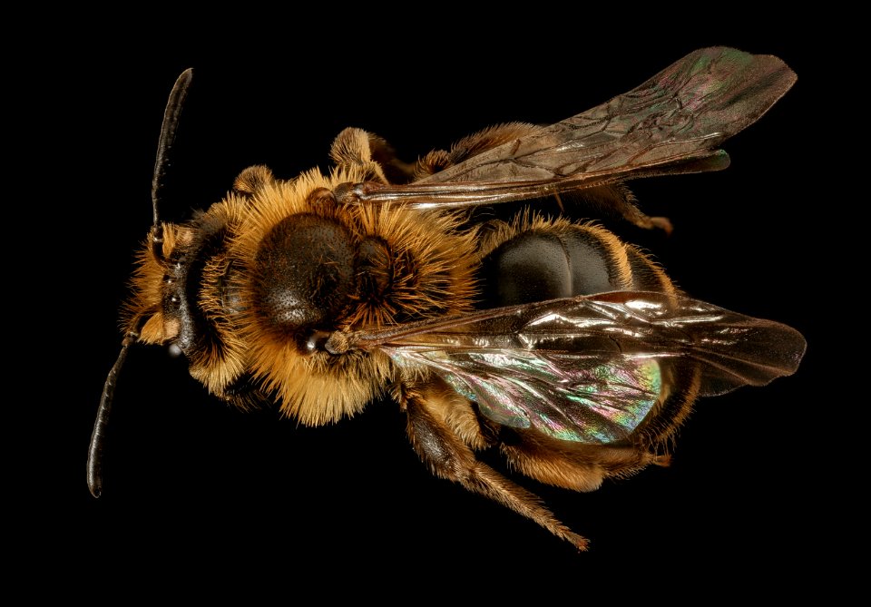 Andrena arabis, f, back, beltsville, md 2016-03-24-16.30