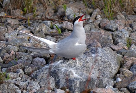 Sterna paradisaea