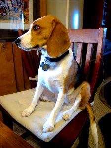If I Sit Nicely in the Chair Can I Eat At the Table? photo