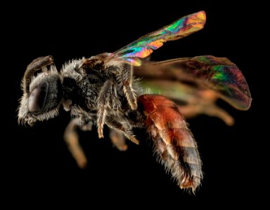 Sphecodes  brachycephalus, F, side, NC, Moore Co 2013-09-25-19.26.59 ZS PMax