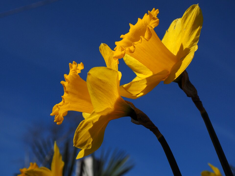 Spring narcissus pseudonarcissus daffodil photo
