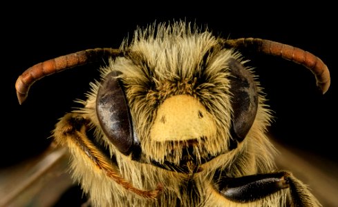 Andrena gardineri, M, Face, OH, Washington County 2014-05-06-13.08.40 ZS PMax