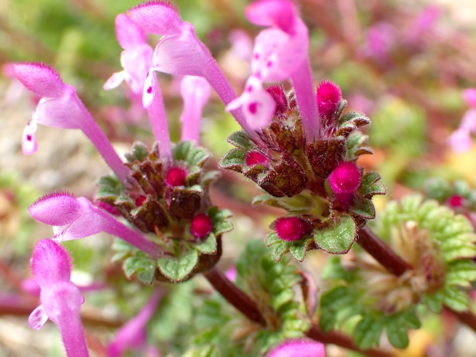 FLORES DE LA RIBERA DEL DUERO VALLADOLID
